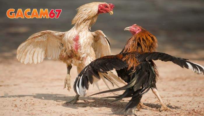 Những thuật ngữ sử chuyên dụng trong các trận đấu đá gà cựa sắt