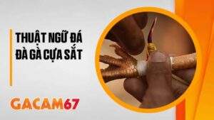 Tìm hiểu thuật ngữ đá gà cựa sắt cùng GACAM67