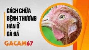 Bật Mí Cách Chữa Bệnh Thương Hàn Ở Gà Đá