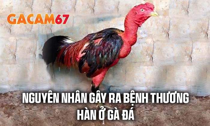 Các nguyên nhân gây ra bênh thương hàn ở gà đá