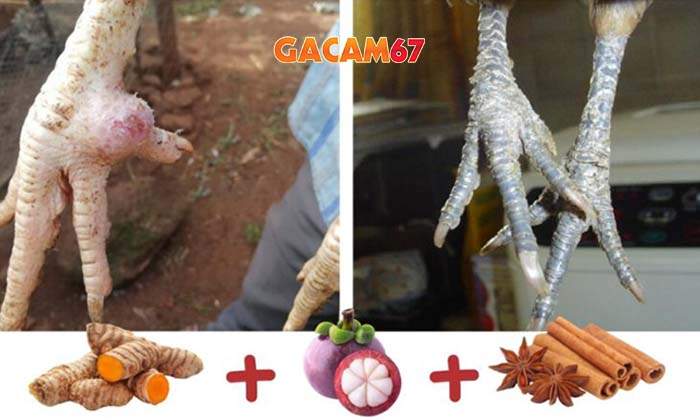 Cách chữa gà bị nấm chân đơn giản và hiệu quả