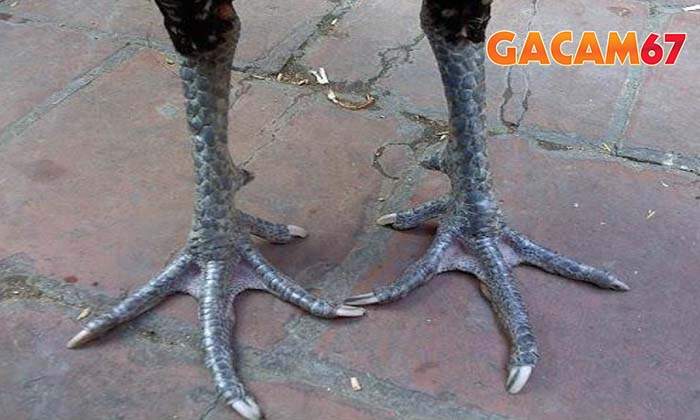 Giới thiệu về gà chân chì