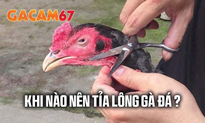 Khi nào nên tỉa lông gà đá