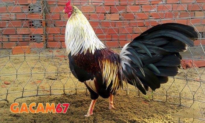 Tại sao pải phục hồi gà sau khi đá