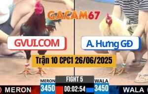Trận 10 CPC1 26/06/2025 - Gà Bướm Đội GVUI.COM Có Đòn Cựa Chí Mạng