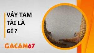 Gà Mang Vảy Tam Tài Đá Có Hay Không Tìm Hiểu Chi Tiết Cùng Gacam67