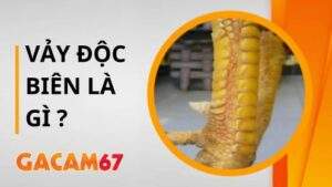 Vảy Độc Biên – Dấu Hiệu Nhận Biết Của Chiến Kê Bất Bại