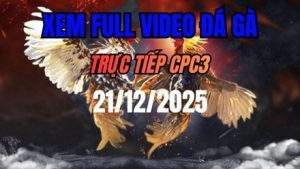 Xem Lại Video Đá Gà CPC3 Trực Tiếp Ngày 21/12/2025