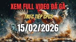 Xem Lại Video Đá Gà CPC5 Trực Tiếp Ngày 15/01/2026