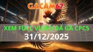 Xem Lại Video Đá Gà CPC5 Trực Tiếp Ngày 31/12/2025