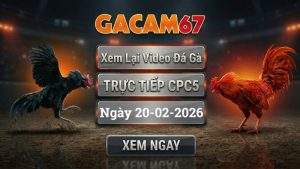 Xem Lại Video Đá Gà CPC5 Ngày 20/02/2026