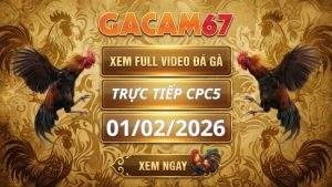 Xem Lại Video Đá Gà CPC5 Ngày 01/02/2026