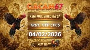 Xem Lại Video Đá Gà CPC5 Ngày 04/02/2026