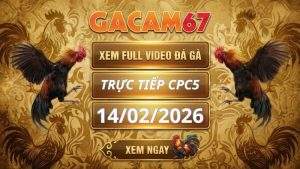 Xem Lại Video Đá Gà CPC5 Ngày 14/02/2026